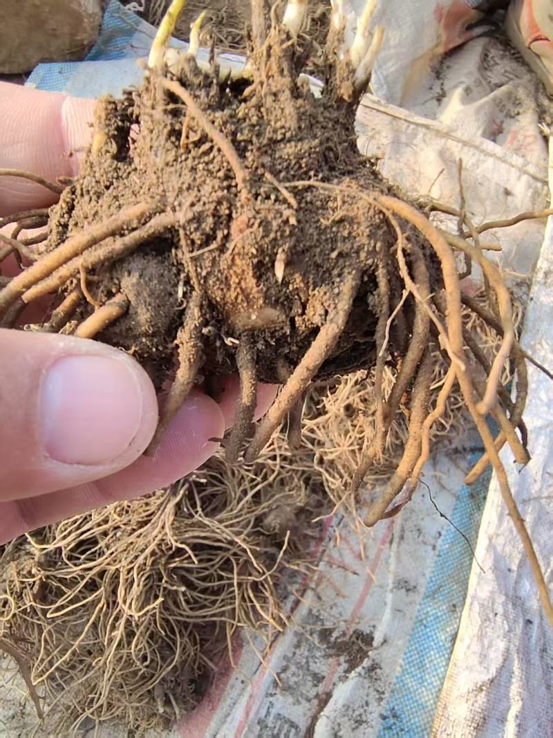 精选东北苍术苗自家种植品质嘎嘎好好产品用事实说话