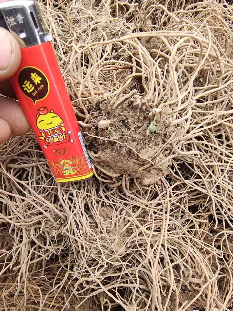 精选东北苍术苗自家种植品质嘎嘎好好产品用事实说话