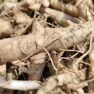 品质嘎嘎好的黄精芽头苗诚信经营自己种植让您满意