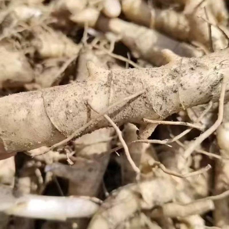 品质嘎嘎好的黄精芽头苗诚信经营自己种植让您满意