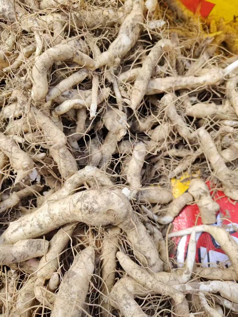 品质嘎嘎好的黄精芽头苗诚信经营自己种植让您满意