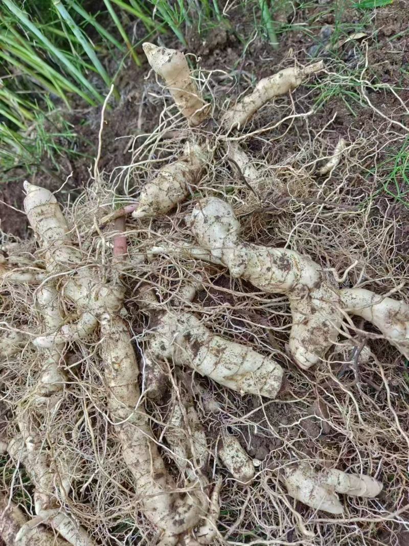 品质嘎嘎好的黄精芽头苗诚信经营自己种植让您满意