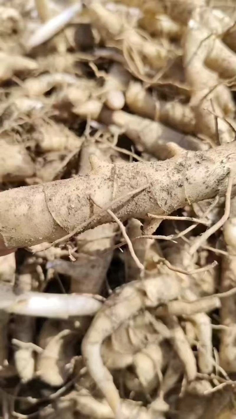 品质嘎嘎好的黄精芽头苗诚信经营自己种植让您满意