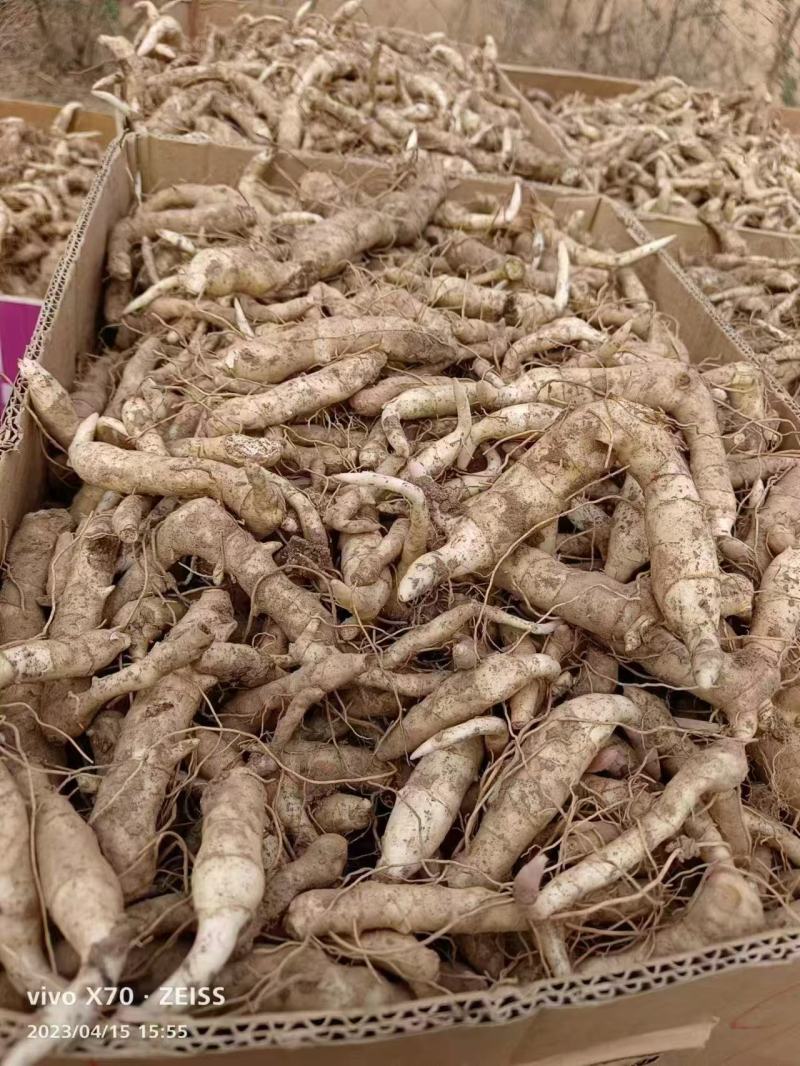 品质嘎嘎好的黄精芽头苗诚信经营自己种植让您满意