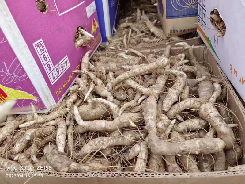 品质嘎嘎好的黄精芽头苗诚信经营自己种植让您满意