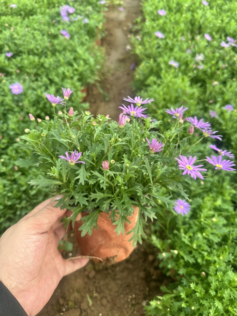 姬小菊