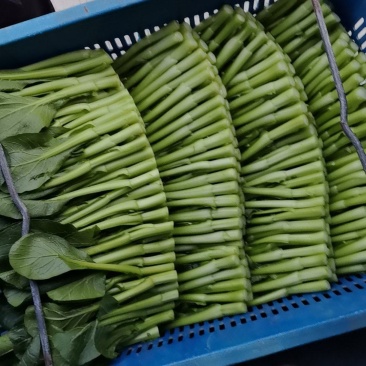 广东菜心基地直销