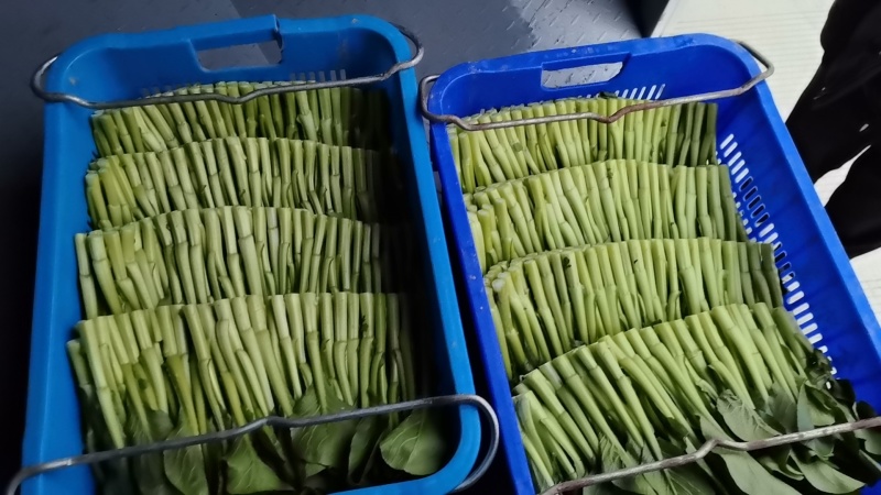 广东菜心基地直销