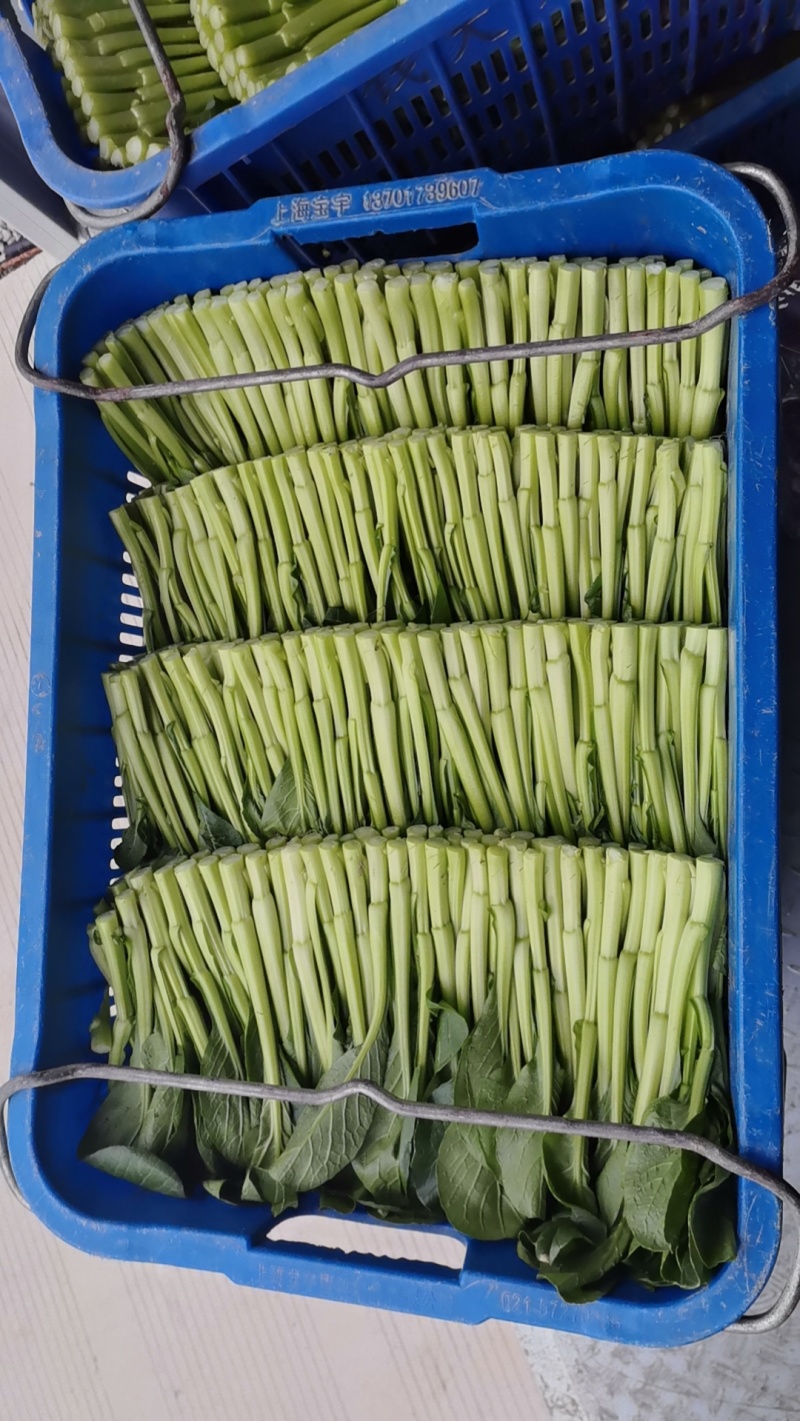 广东菜心基地直销