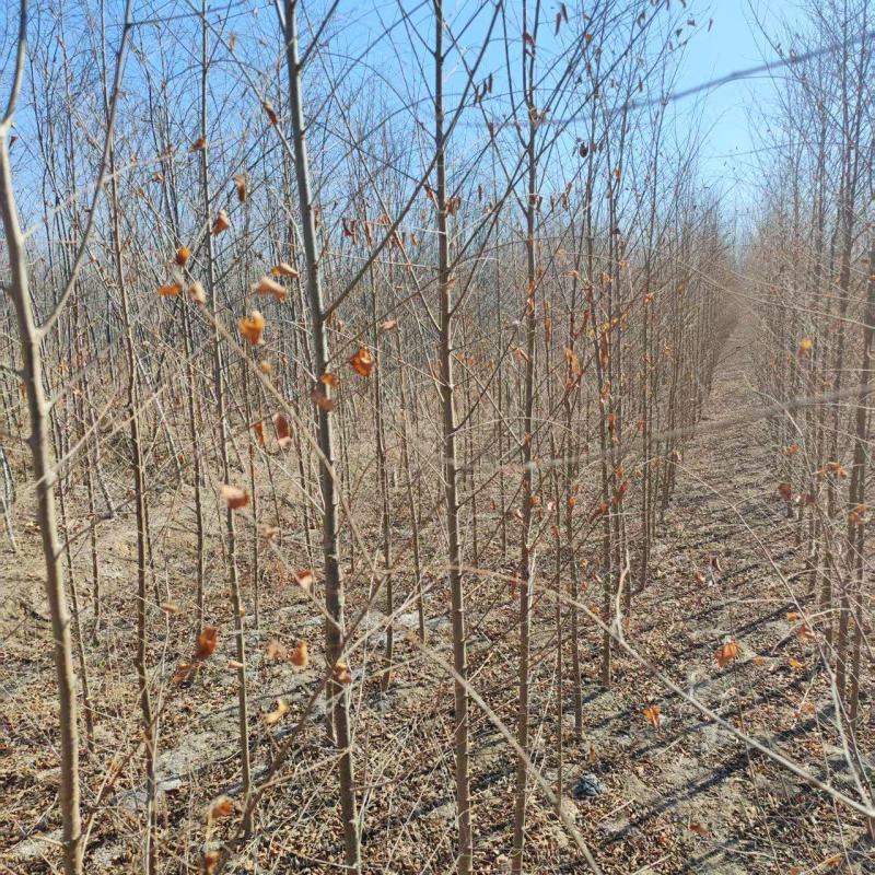基地出售榆树苗，白榆，白榆树，榆树，规格齐全