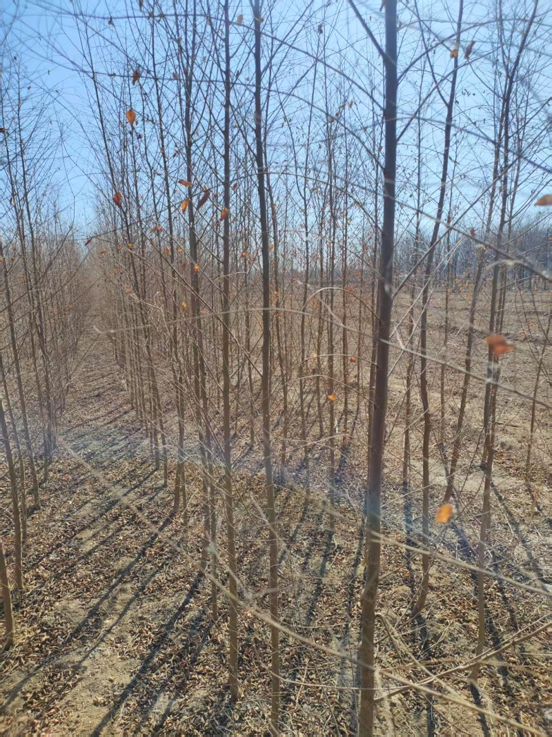 基地出售榆树苗，白榆，白榆树，榆树，规格齐全