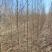 基地出售榆树苗，白榆，白榆树，榆树，规格齐全