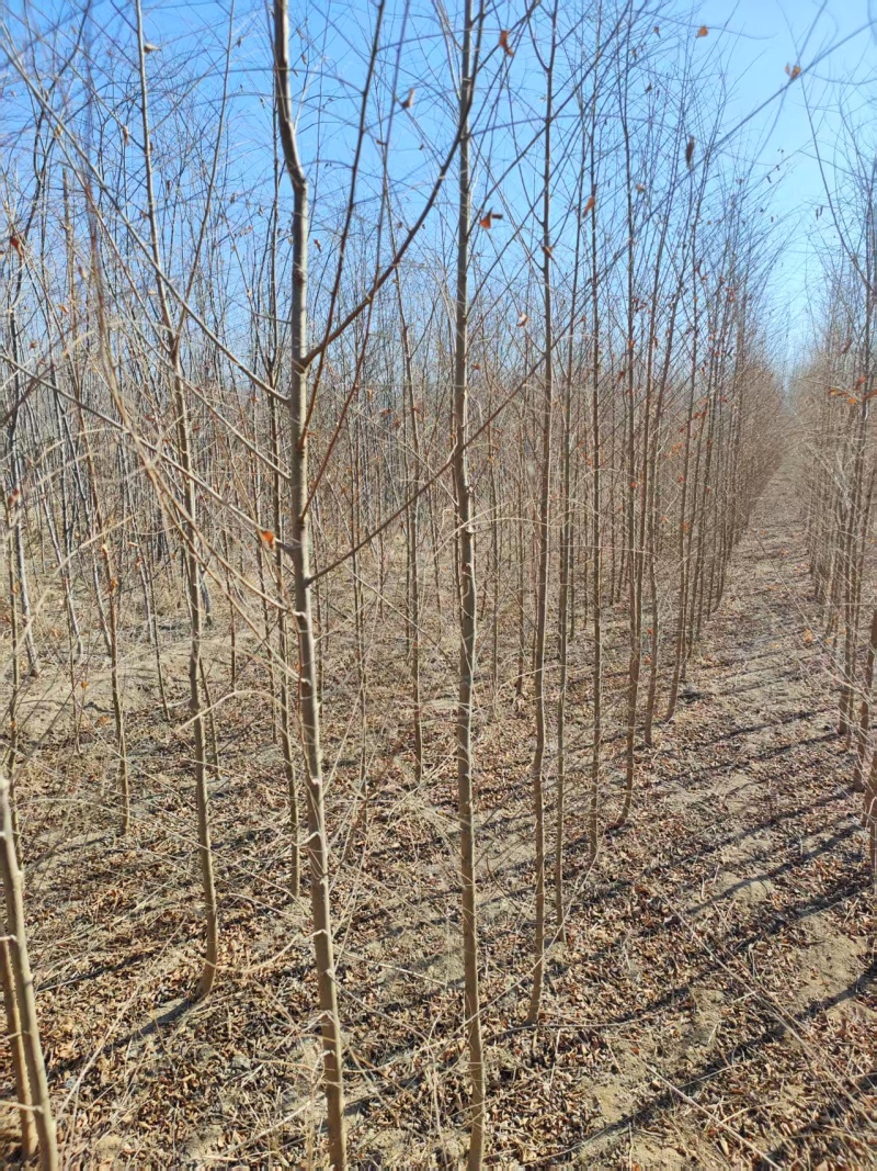基地出售榆树苗，白榆，白榆树，榆树，规格齐全