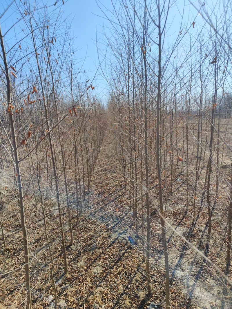 基地出售榆树苗，白榆，白榆树，榆树，规格齐全