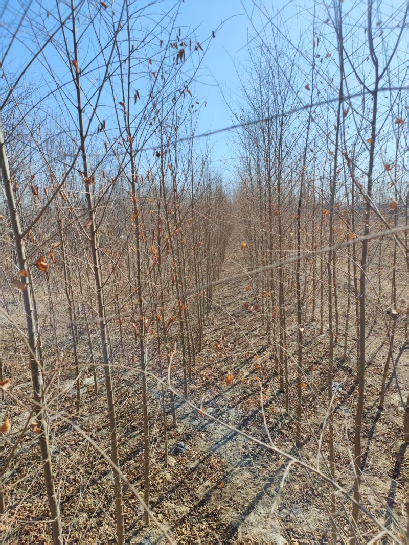 基地出售榆树苗，白榆，白榆树，榆树，规格齐全