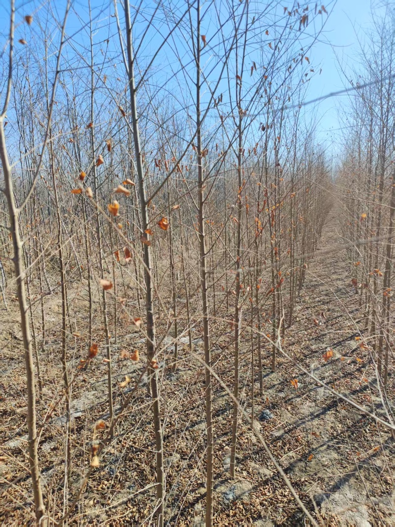 基地出售榆树苗，白榆，白榆树，榆树，规格齐全