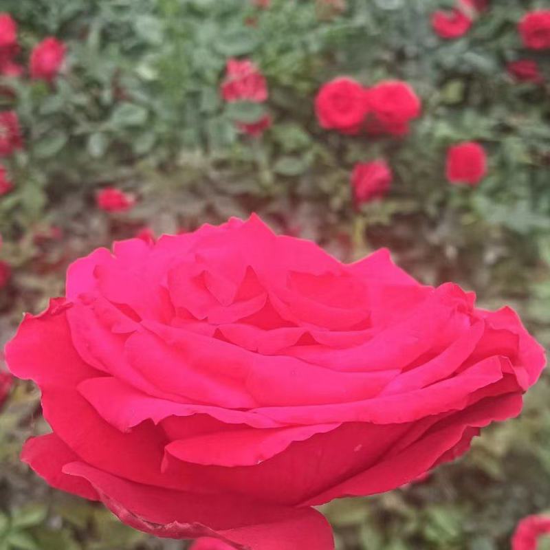 营养杯月季50~60厘米以上杯子13/15厘米