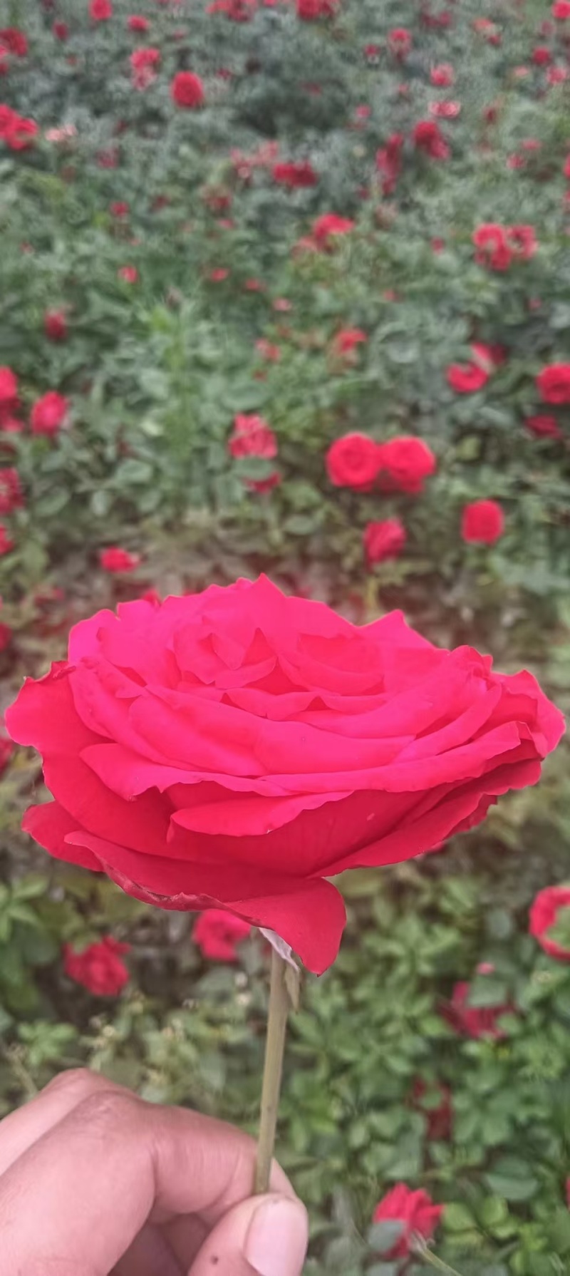 营养杯月季50~60厘米以上杯子13/15厘米