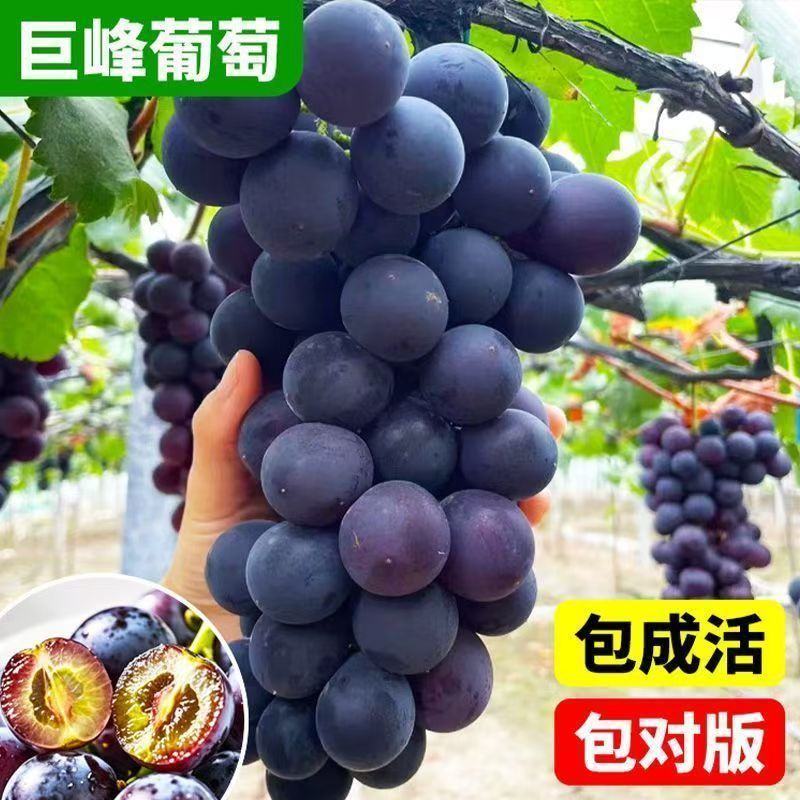 葡萄苗阳光玫瑰蓝宝石品种齐全带土发货死苗补