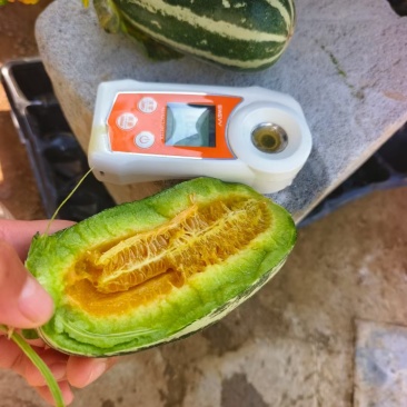 产地直发，博洋九甜瓜大量出货。