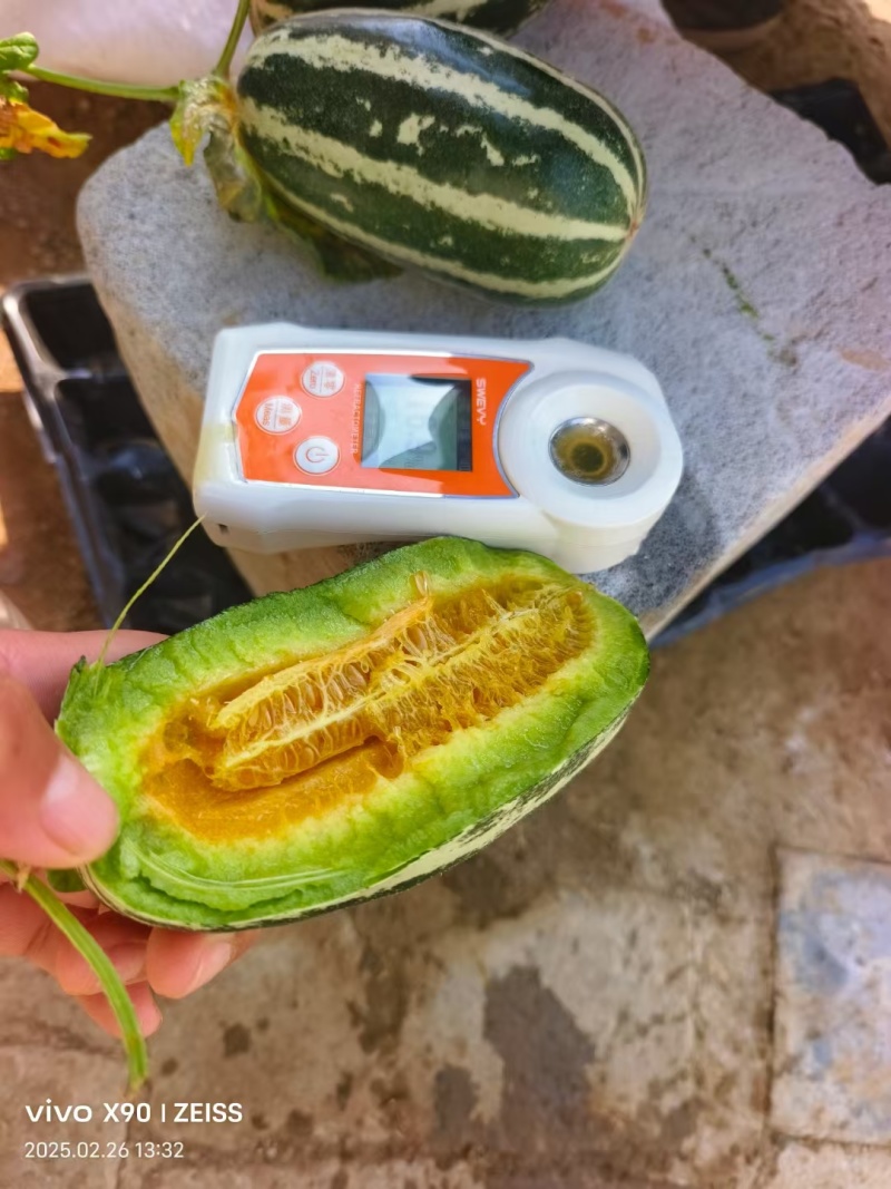 产地直发，博洋九甜瓜大量出货。
