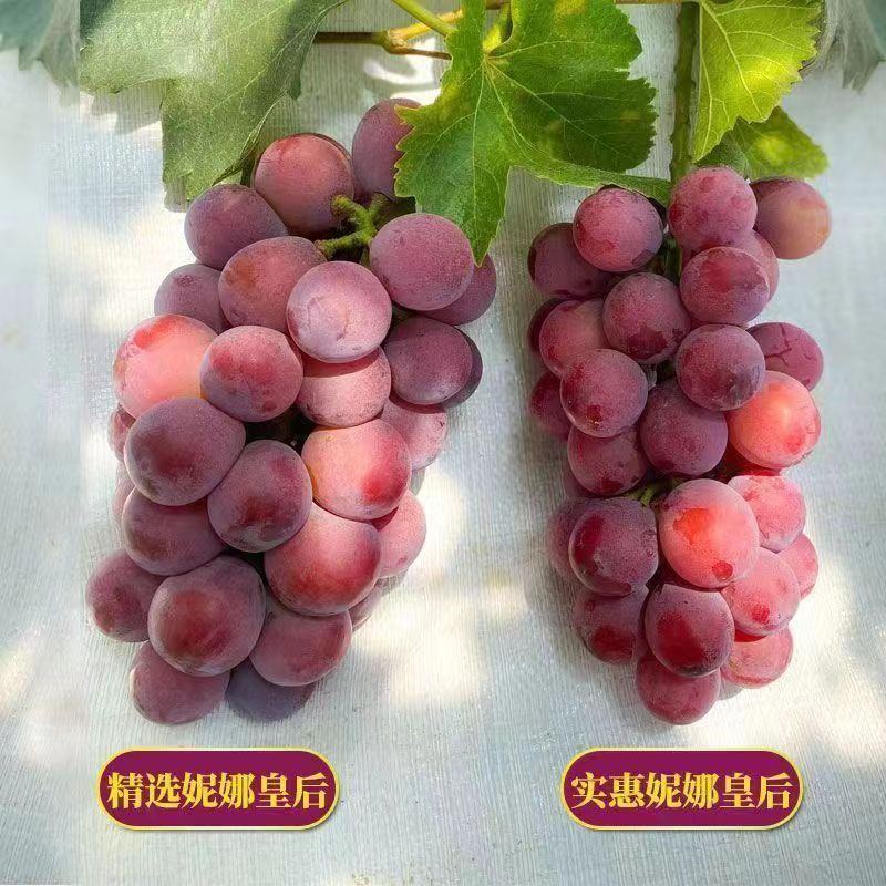 葡萄苗阳光玫瑰蓝宝石品种齐全带土发货死苗补