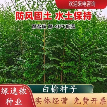 白榆树种子榆钱树防风林水土保持盐碱地造林林木种子