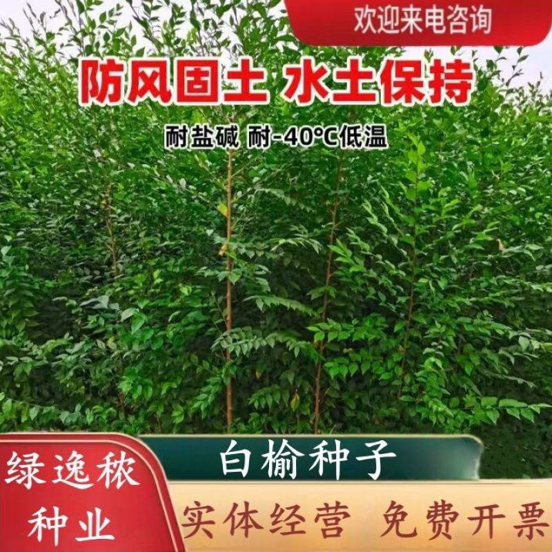 白榆树种子榆钱树防风林水土保持盐碱地造林林木种子