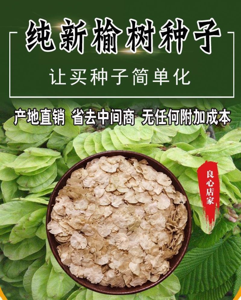 白榆树种子榆钱树防风林水土保持盐碱地造林林木种子