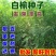 白榆树种子榆钱树防风林水土保持盐碱地造林林木种子
