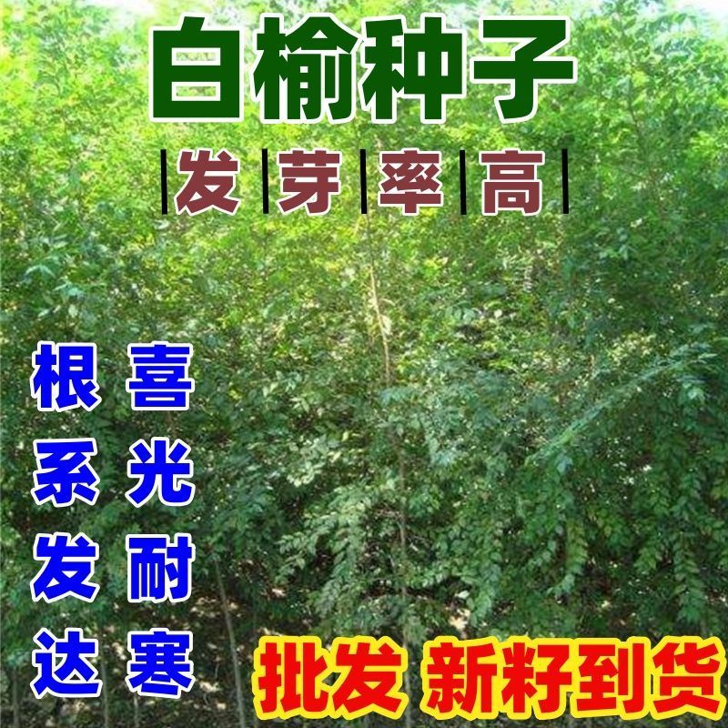 白榆树种子榆钱树防风林水土保持盐碱地造林林木种子