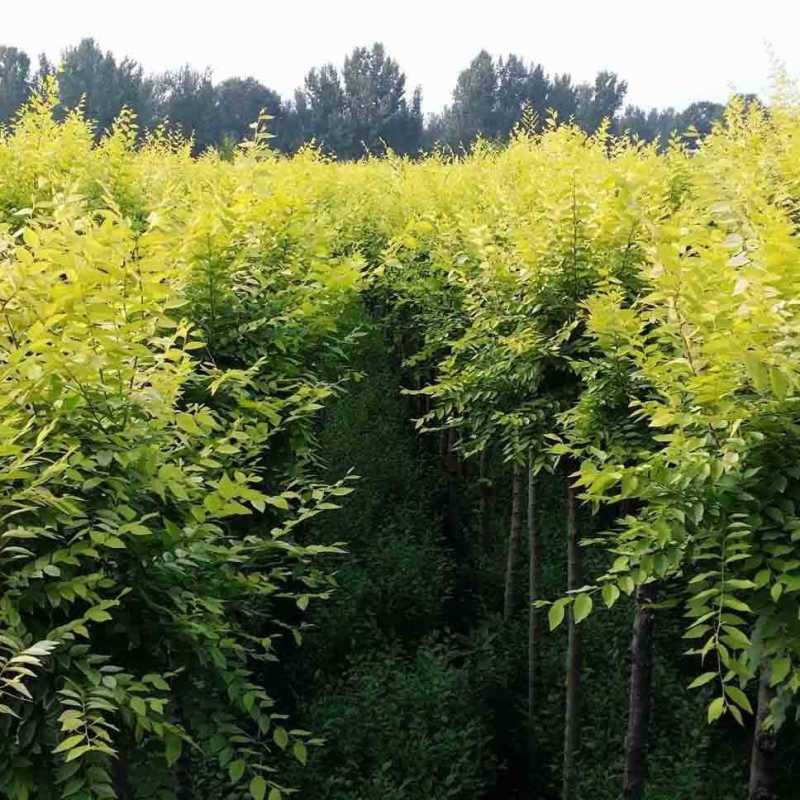 白榆树种子榆钱树防风林水土保持盐碱地造林林木种子