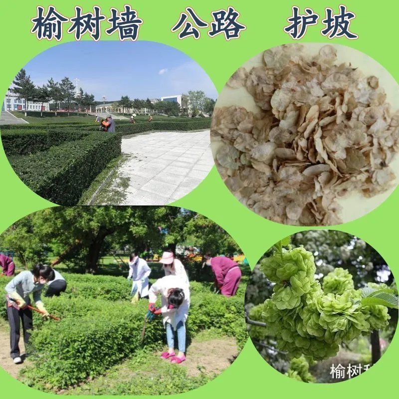 白榆树种子榆钱树防风林水土保持盐碱地造林林木种子