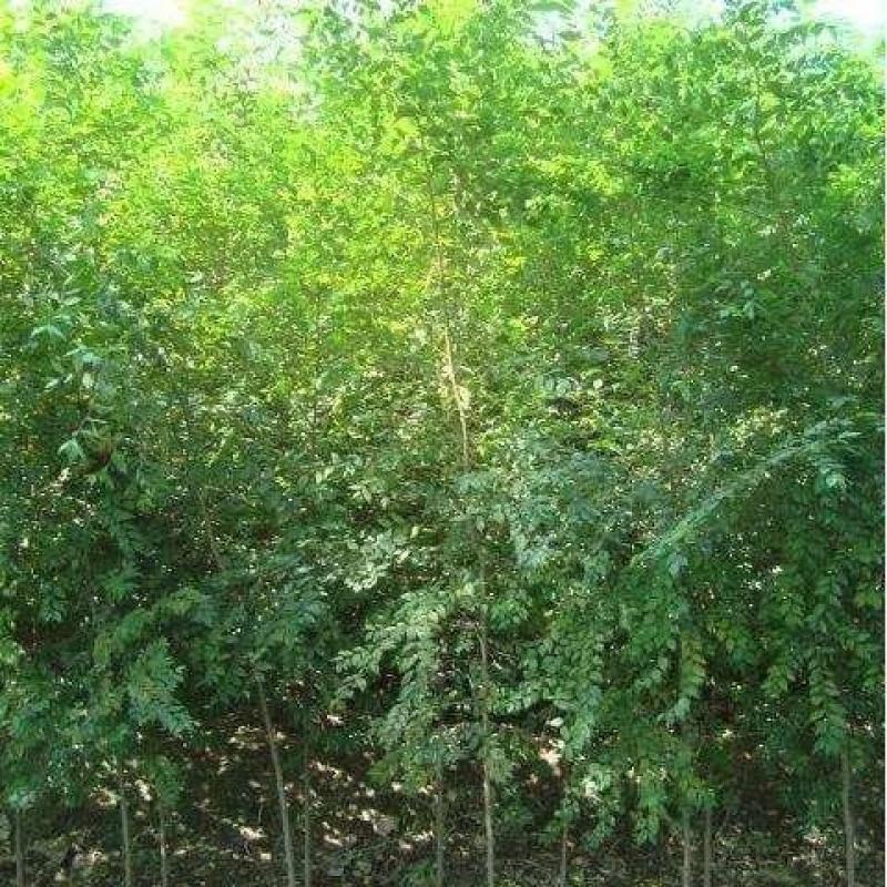 白榆树种子榆钱树防风林水土保持盐碱地造林林木种子
