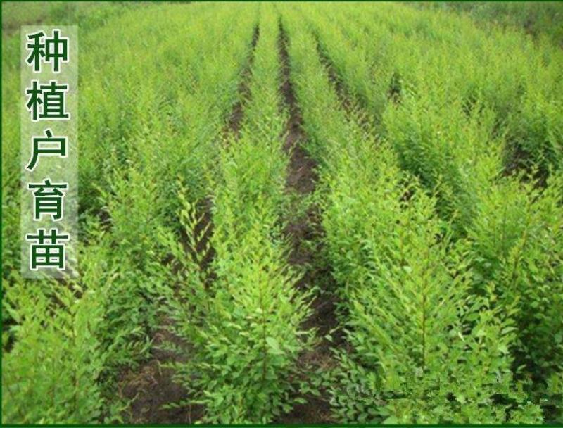 白榆树种子榆钱树防风林水土保持盐碱地造林林木种子