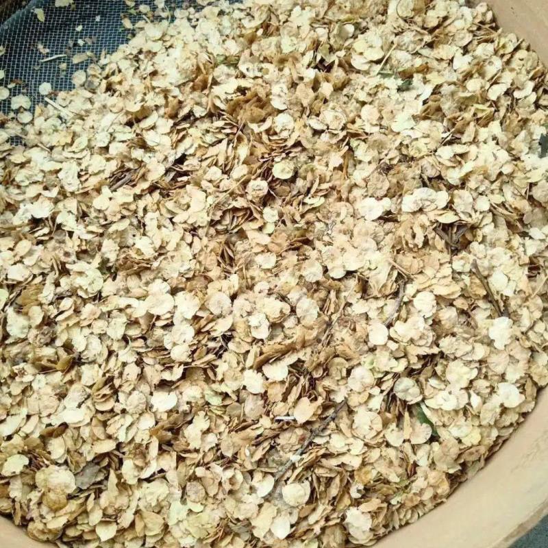 白榆树种子榆钱树防风林水土保持盐碱地造林林木种子