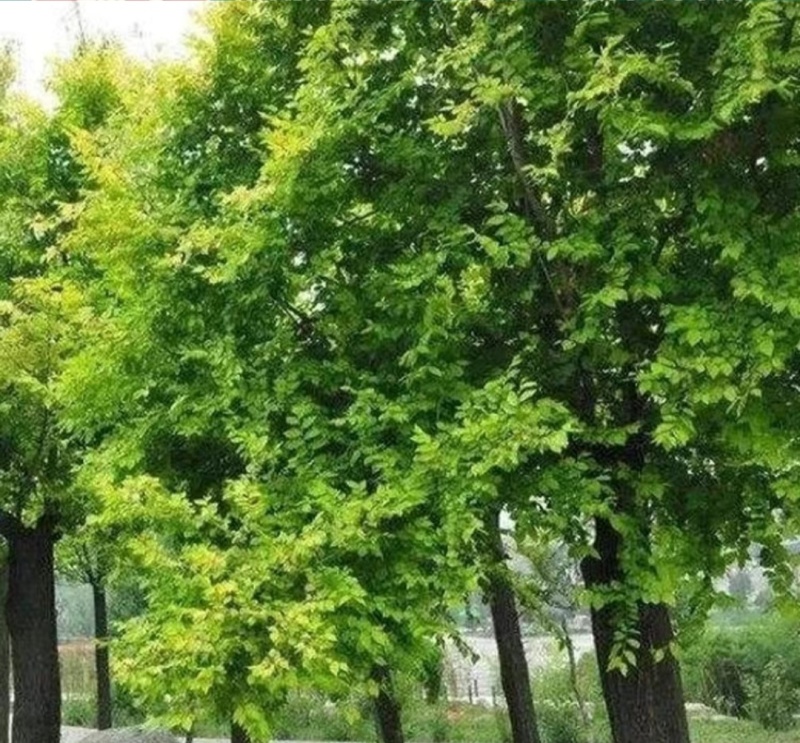 白榆树种子榆钱树防风林水土保持盐碱地造林林木种子