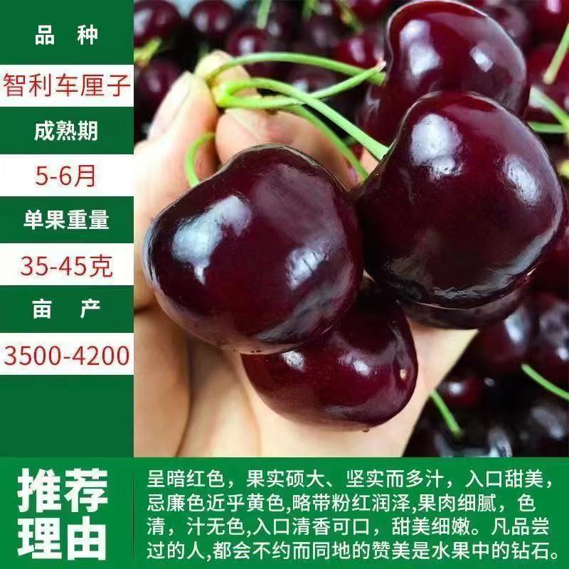 樱桃苗黑珍珠俄罗斯8车厘子基地直发甜度高个大