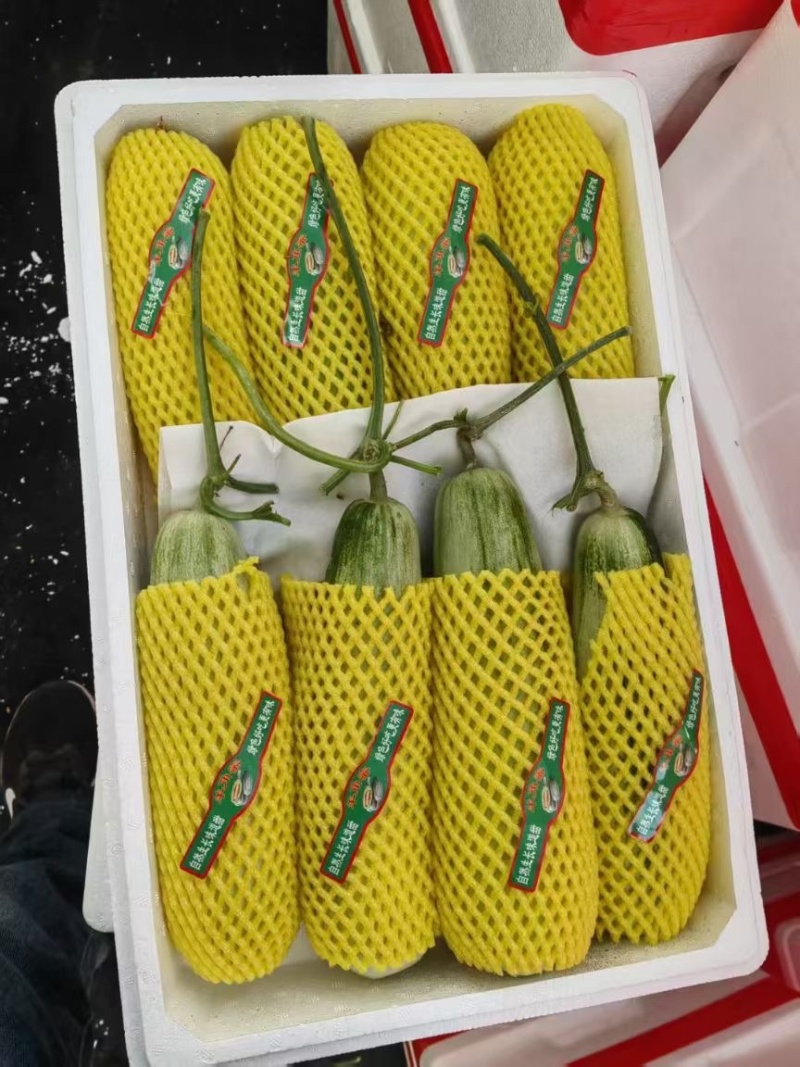 山东莘县精品羊角蜜上市品质保证脆甜多汁支持视频看货