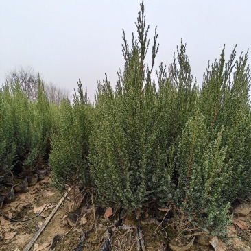 桧柏树杯苗多供应价格便宜质量很好长期供应河南省信阳货源