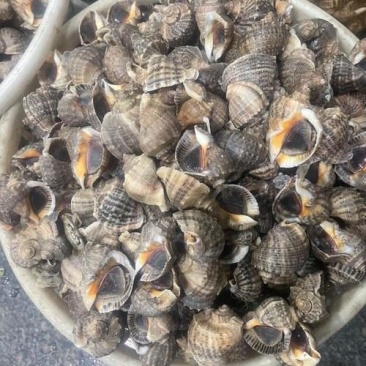 精品渤海湾海螺，质量好，价格优惠。