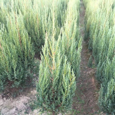 河南桧1米高河南桧4块树苗多多质量很好长期供应