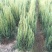 河南桧1米高河南桧4块树苗多多质量很好长期供应