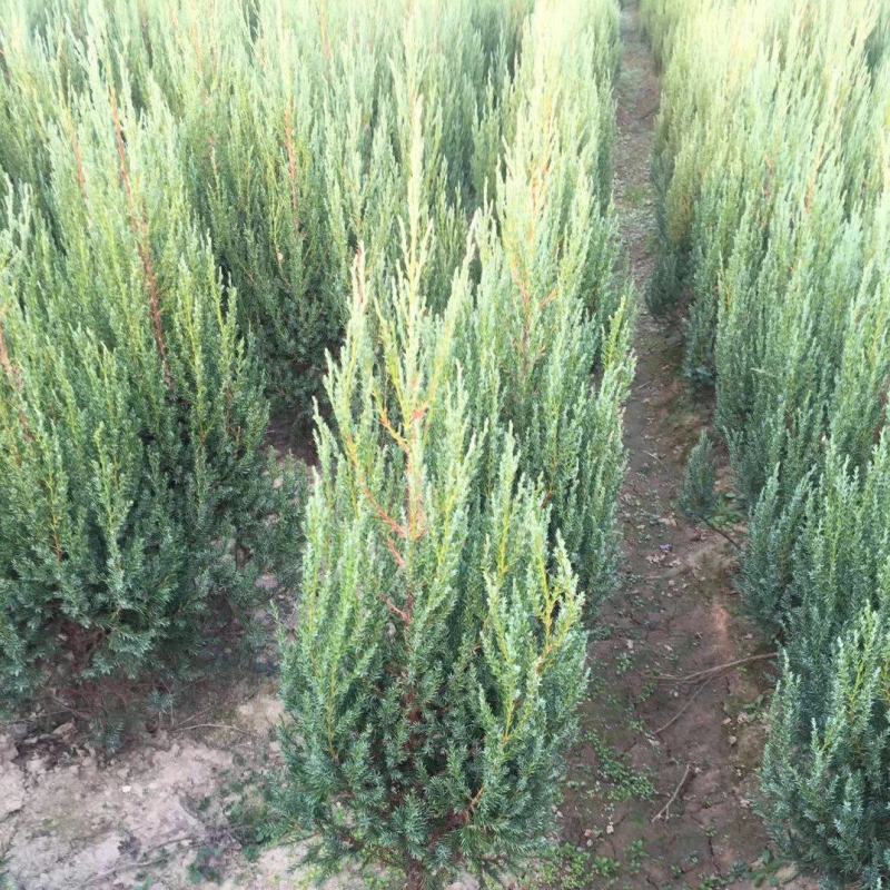 河南桧1米高河南桧4块树苗多多质量很好长期供应