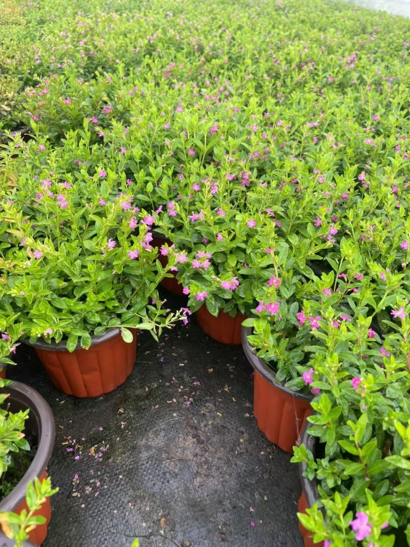 观花植物满天星120杯、180杯，基地有量，欢迎订购。