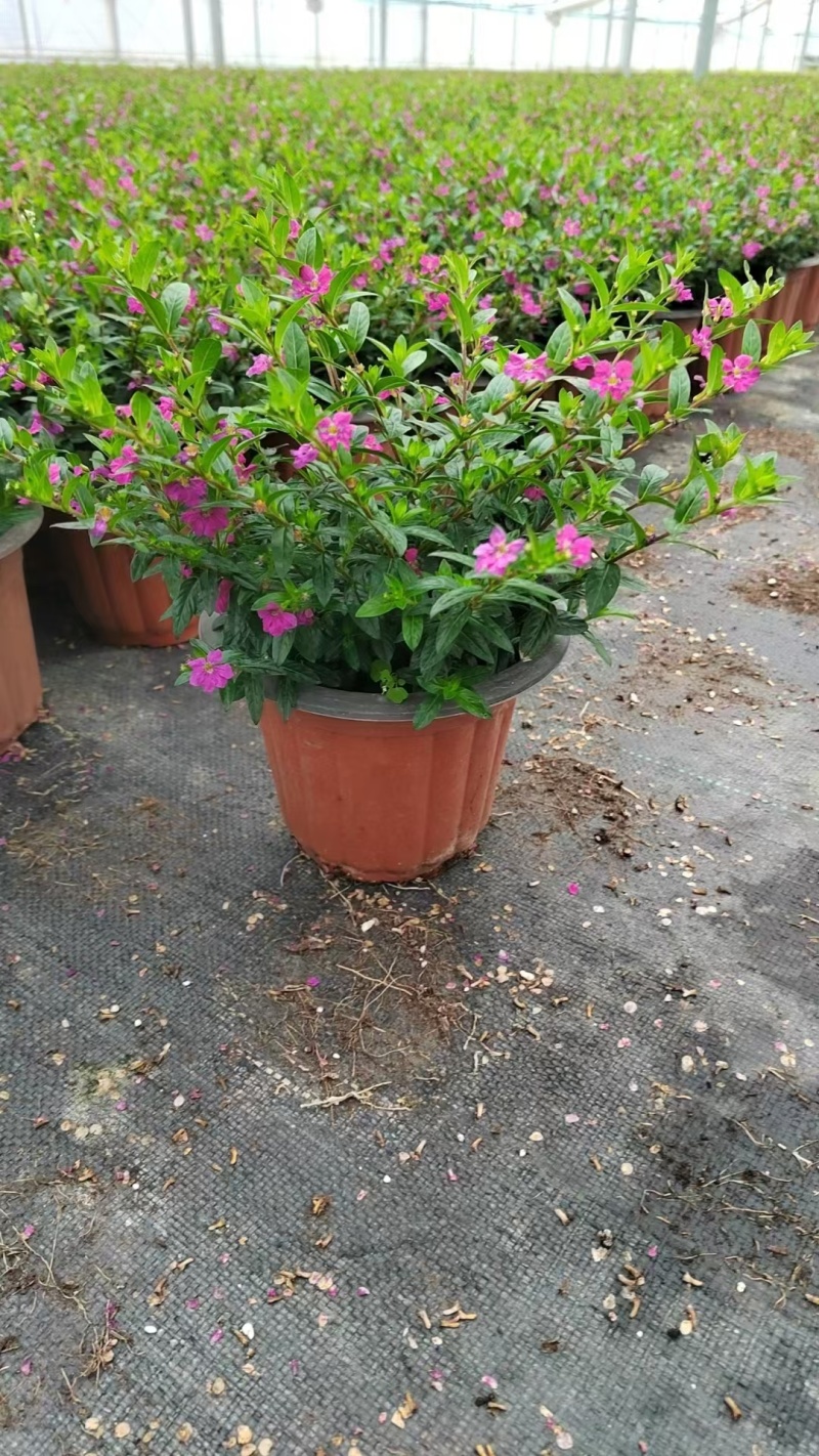 观花植物满天星120杯、180杯，基地有量，欢迎订购。
