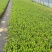 观花植物满天星120杯、180杯，基地有量，欢迎订购。