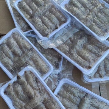 皮皮虾肉