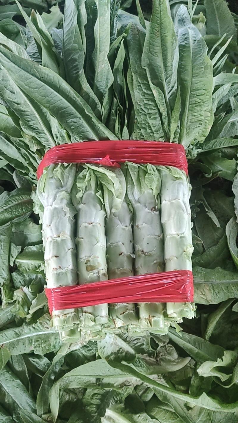 三青皮莴苣大量上市