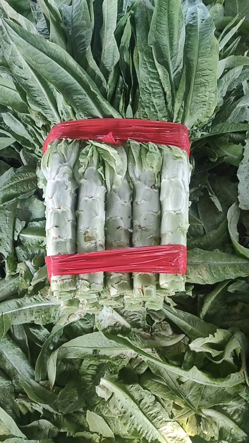 三青皮莴苣大量上市